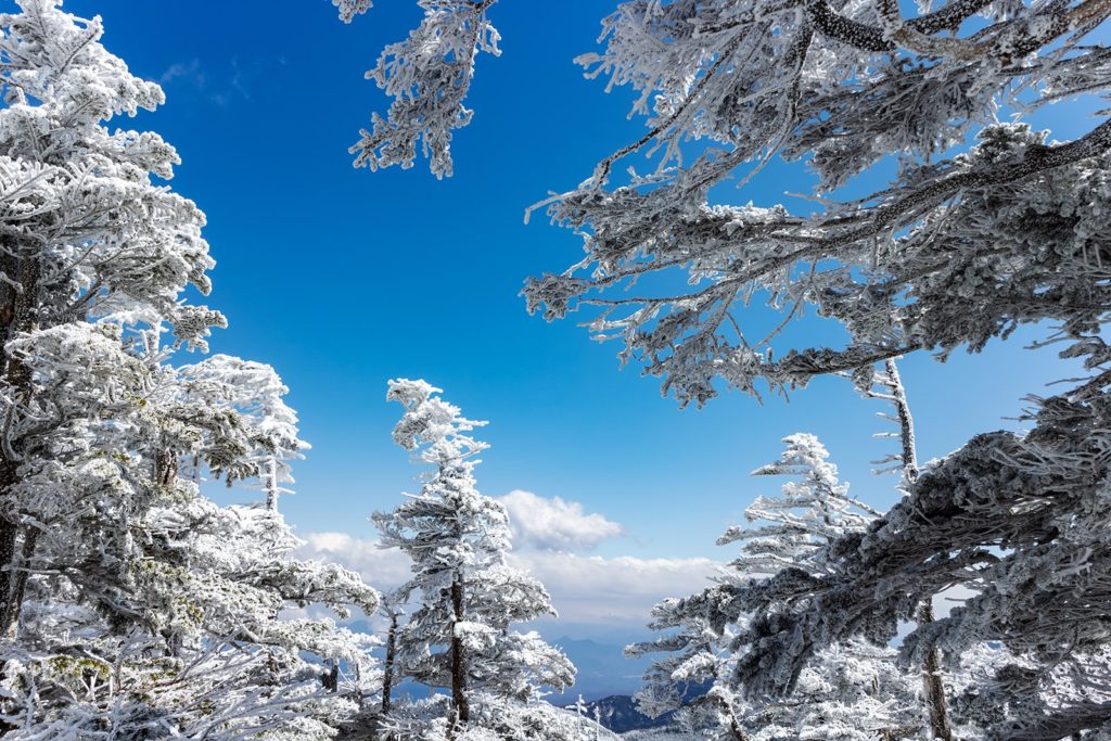 白い雪に覆われた木々と八ヶ岳ブルーのコントラストが美しい北横岳。