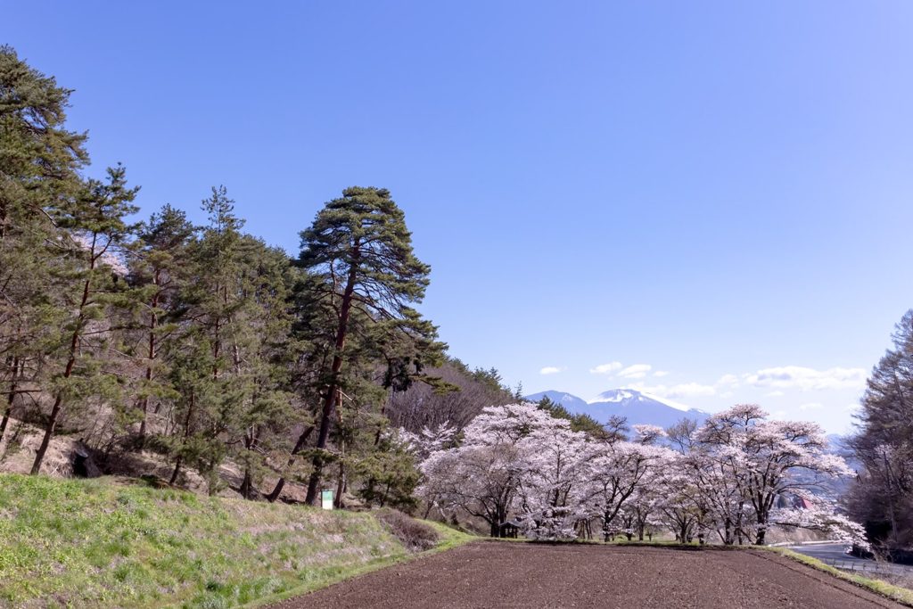 中山道でも数少ない松並木の残る笠取峠の松並木公園に咲く桜と浅間山